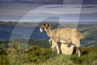 Sheep with lamb on Stanage Edge, Peak District National Park, Derbyshire, England, United Kingdom, Europe