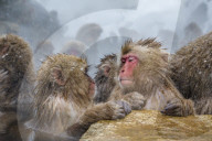 Japanese macaques or Snow Monkeys (Macata fuscata), relaxing in a hot spring, Jigokudani Yaen-Koen, Nagano Prefecture, Japan