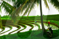 Terraced Rice Paddy in Ubud, Bali, Indonesia