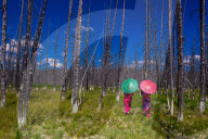 Two girls with parasols in Burnt Forest, Yellowstone National Park, Wyoming