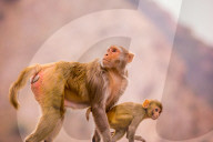 Wild Monkeys, Jaipur, India