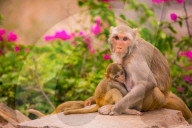 Wild Monkeys, Jaipur, India