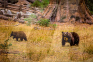 Mother Brown Bear and her cub, Sequoia National Park, California