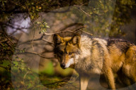 Mexican Wolf, Julien, California