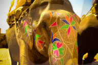 Painted Elephant, Amer Fort, Jaipur, India