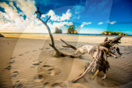 Driftwood in Golden Bay, South Island, New Zealand