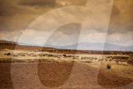 Farmer and her sheep, Sacred Valley, Cusco, Peru