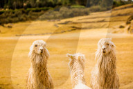 Three Llamas, Sacsayhuaman Ruins, Cusco, Peru