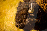 Portrait of an American Buffalo, Buffalo Round Up, Custer State Park, Black Hills, South Dakota