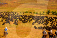 Buffalo Round Up, Custer State Park, Black Hills, South Dakota