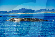 Grey Whales, Whale Watching, Magdalena Bay, Mexico