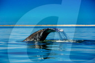 Grey Whales, Whale Watching, Magdalena Bay, Mexico