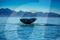 Grey Whales, Whale Watching, Magdalena Bay, Mexico
