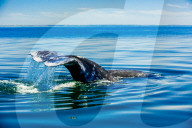 Grey Whales, Whale Watching, Magdalena Bay, Mexico