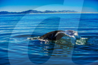 Grey Whales, Whale Watching, Magdalena Bay, Mexico