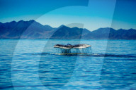 Grey Whales, Whale Watching, Magdalena Bay, Mexico