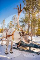 Reindeer Safari, Kakslauttanen Igloo Village, Saariselka, Finland