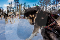 Husky Dogsledding Safari, Kakslauttanen Igloo Village, Saariselka, Finland