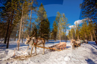 Reindeer Safari, Kakslauttanen Igloo Village, Saariselka, Finland