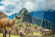 Resident llama, Machu Picchu ruins, Peru