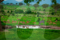 Zebra and Wildlife at the Watering Hole, Mizumi Safari Park, Tanzania