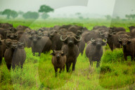 Water Buffalo Standoff on Safari, Mizumi Safari Park, Tanzania