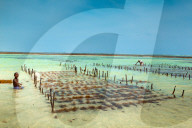 Seaweed Farmer, Zanzibar Island, Tanzania
