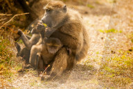 Wild Baboons, Cape town, South Africa