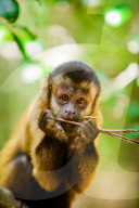 Portrait of a Monkey, Johannesburg, South Africa