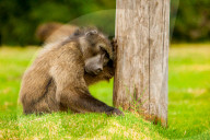 Baboon resting, Johannesburg, South Africa