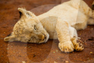 Baby Lion at Kruger National Park, Johannesburg, South Africa