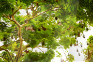 Giant Fruit Bats, Bali, Indonesia