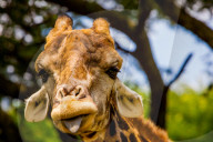 Giraffe making a funny face, Kruger National Park, Johannesburg, South Africa