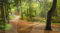 Woodland path within Delamere Forest on an autumn afternoon, Cheshire, England, United Kingdom, Europe