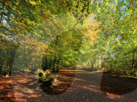 A path through Delamere Forest framed by trees in their autumn colour, Cheshire, England, United Kingdom, Europe