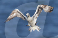 Juvenile gannet (Morus bassanus) in flight above the sea at Bempton cliffs, Yorkshire, England, United Kingdom, Europe