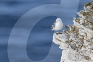 Kittiwake (Rissa tridactyla) looking out to sea perched on a narrow rocky ledge at Bempton cliffs, Yorkshire, England, United Kingdom, Europe