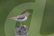 Common sandpiper (Actitis hypoleucos) singing while perched on an old tree stump in the Findhorn Valley, Scotland, United Kingdom, Europe