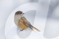 Siberian jay (Perisoreus infaustus) in the snow in the Taiga Forest, Finland, Scandinavia, Europe