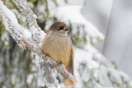 Siberian jay (Perisoreus infaustus), perched on a snow covered branch, Taiga Forest, Finland, Scandinavia, Europe