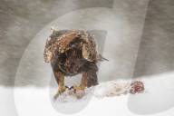 Adult golden eagle (Aquila chrysaetos), talons attached to prey during a snow blizzard and sub zero winter temperatures, Taiga Forest, Finland, Scandinavia, Europe