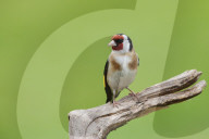 Goldfinch (Carduelis carduelis) garden bird, perched on a tree stump, Cheshire, England, United Kingdom, Europe
