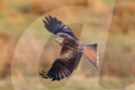 Red kite (Milvus milvus) flying wings out-stretched low over farmland searching for food, Wales, United Kingdom, Europe