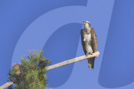 Osprey (Pandion haliaetus) perched at the end of a long branch extending from a pine tree in the Orleans Forest, Loiret, France, Europe