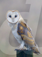 Barn owl (Tyto alba), resting perched on a roadside wooden stump, Norfolk, England, United Kingdom, Europe