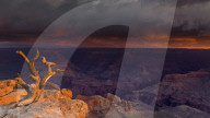First light illuminates an old gnarled tree that sits embedded into rocks with unsurpassed views of the Grand Canyon below.