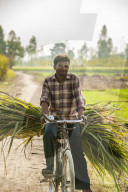 Carrying freshly harvested sugarcanet to market on a bicycle, Uttaranchal, India, Asia