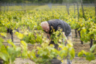 Inspecting budding grapes in a vineyard in Sussex in the UK