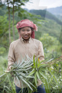 A girl harvests pineapples in Northeast India, India, Asia