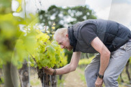 Inspecting budding grapes in a vineyard in Sussex in the UK